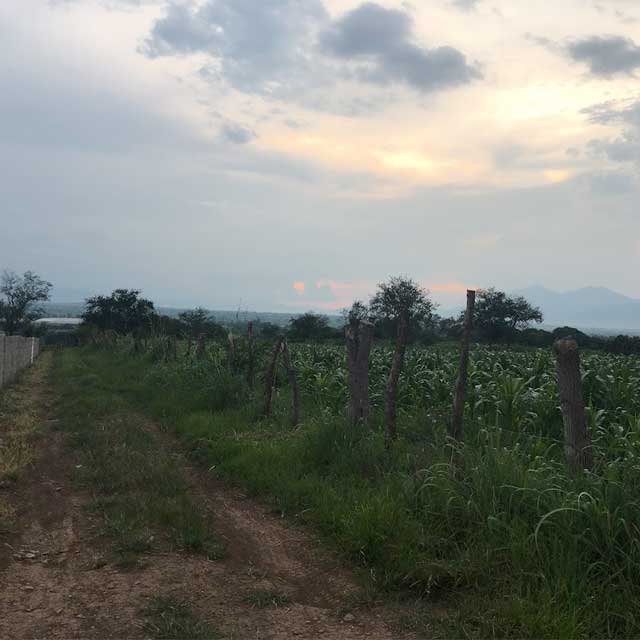 lenam_farm_image3