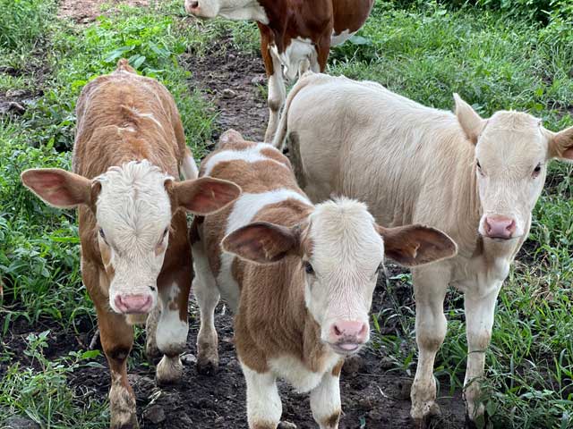 lenam_farm_image5w