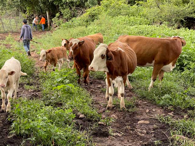 lenam_farm_image6w